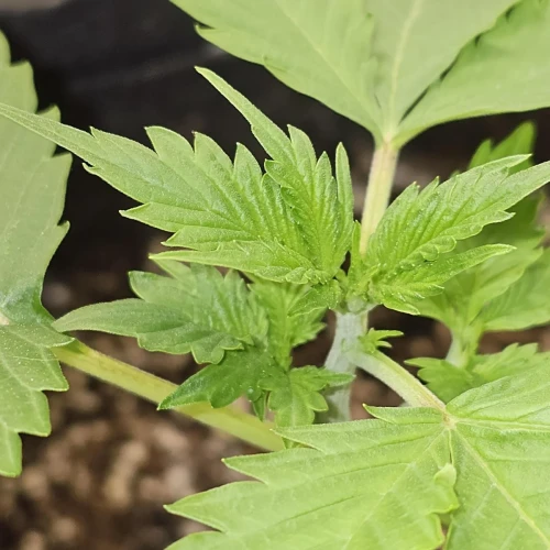 Acapulco Gold Auto Week 3