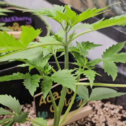 Acapulco Gold Auto Week 4