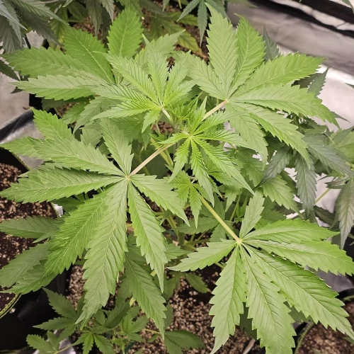 Acapulco Gold Auto Week 5