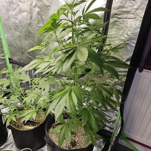 Acapulco Gold Auto Week 6