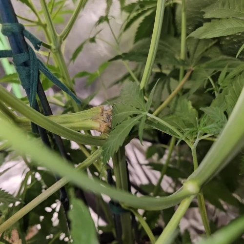 Acapulco Gold Auto Week 7