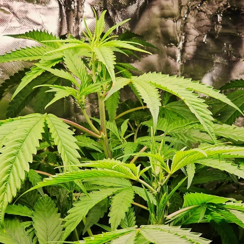 Acapulco Gold Auto Week 8