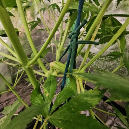 Acapulco Gold Auto Week 9