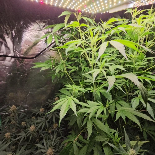 Acapulco Gold Auto Week 10