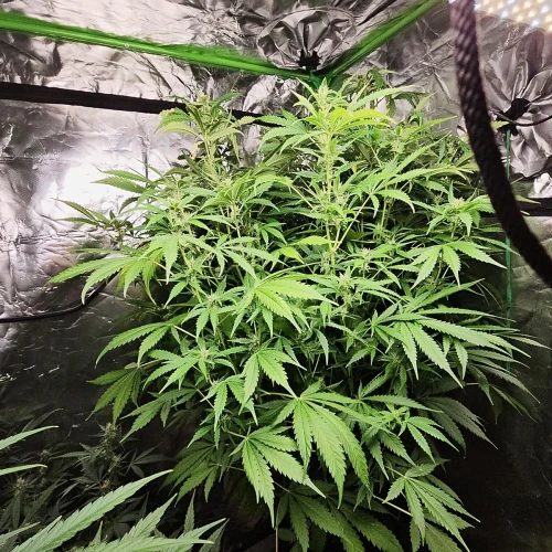 Acapulco Gold Auto Week 11