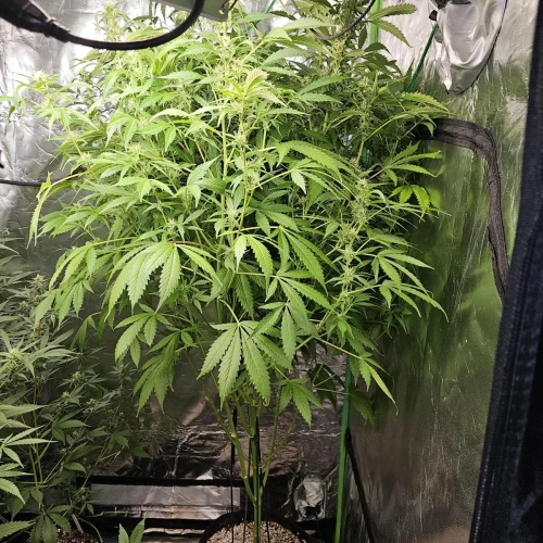 Acapulco Gold Auto Week 12