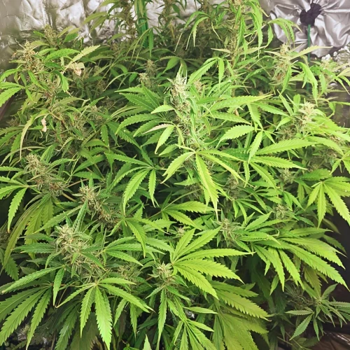 Acapulco Gold Auto Week 13