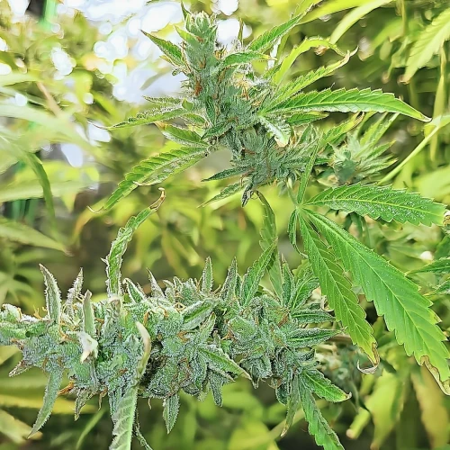 Acapulco Gold Auto Week 15