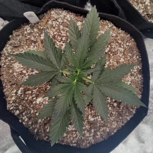 AK47 Auto Week 2