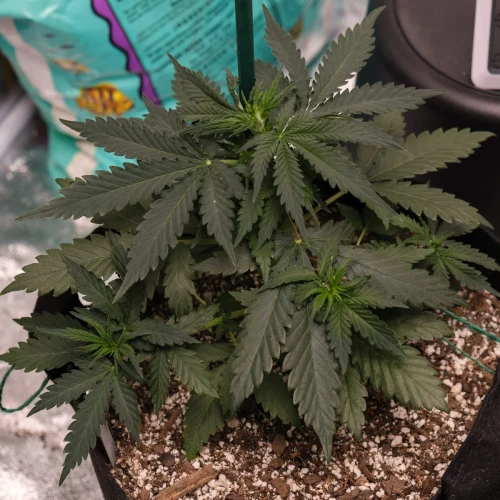 AK47 Auto Week 3