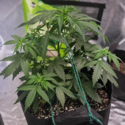 AK47 Auto Week 4