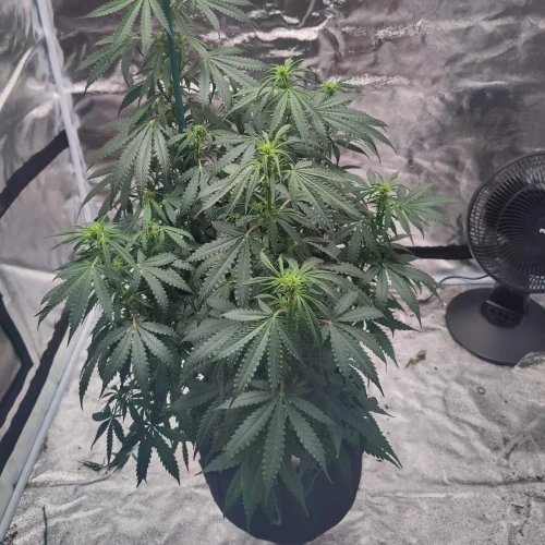 AK47 Auto Week 7