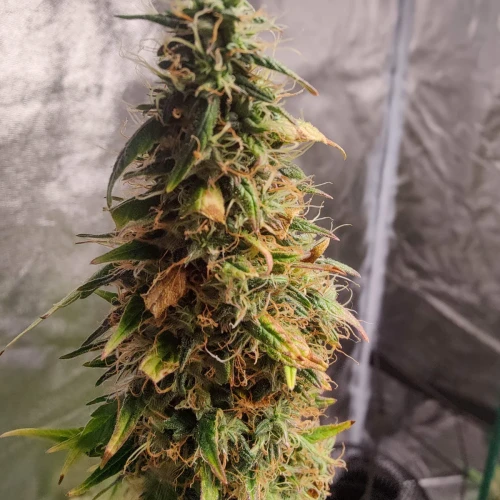 AK47 Auto Week 14