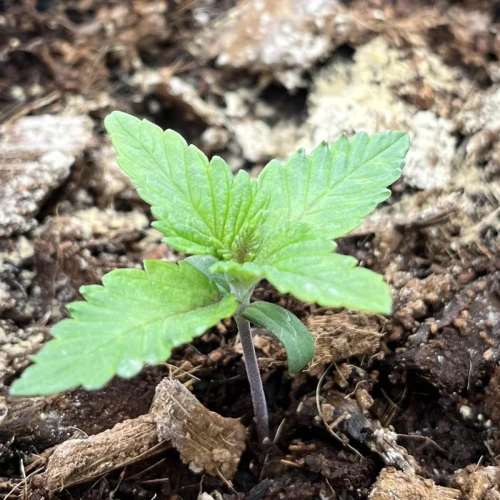 Alaskan Thunder Fuck Week 1