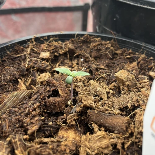 Alaskan Thunder Fuck Week 1
