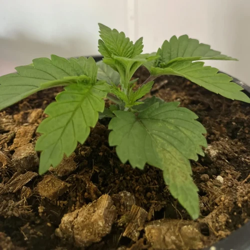Alaskan Thunder Fuck Week 2