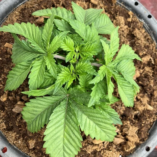 Alaskan Thunder Fuck Week 3