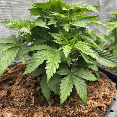 Alaskan Thunder Fuck Week 4