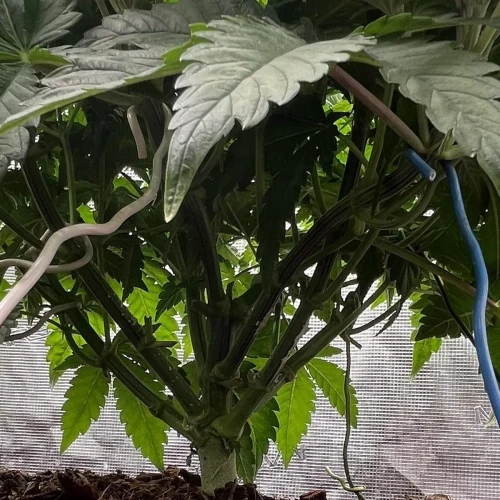 Alaskan Thunder Fuck Week 5