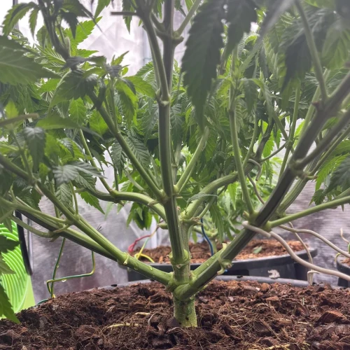 Alaskan Thunder Fuck Week 6