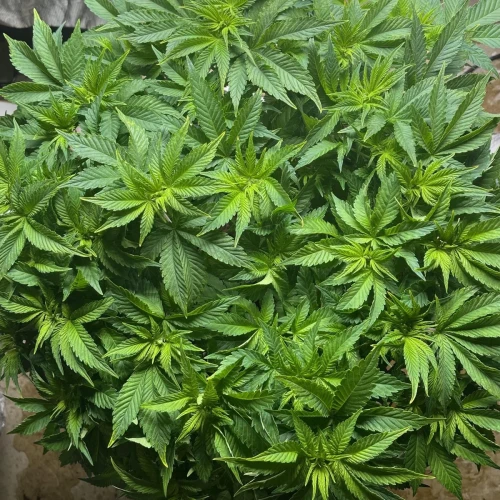 Alaskan Thunder Fuck Week 7