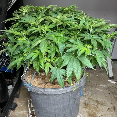 Alaskan Thunder Fuck Week 8