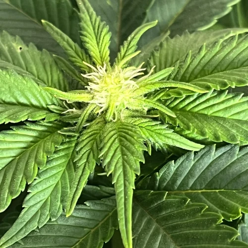 Alaskan Thunder Fuck Week 9