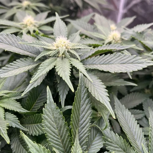 Alaskan Thunder Fuck Week 10
