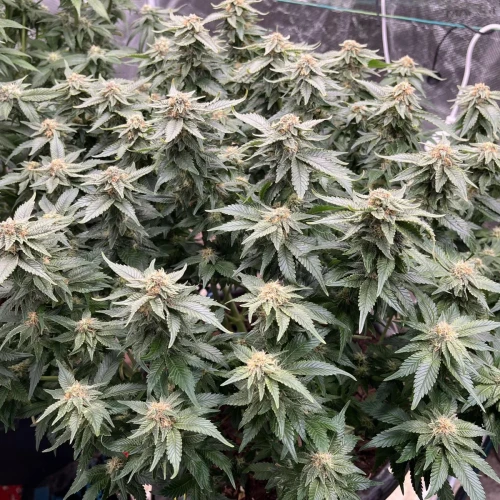 Alaskan Thunder Fuck Week 11