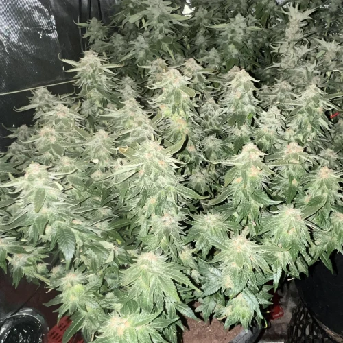 Alaskan Thunder Fuck Week 12