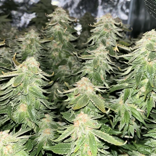 Alaskan Thunder Fuck Week 13