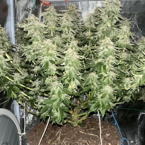 Alaskan Thunder Fuck Week 14