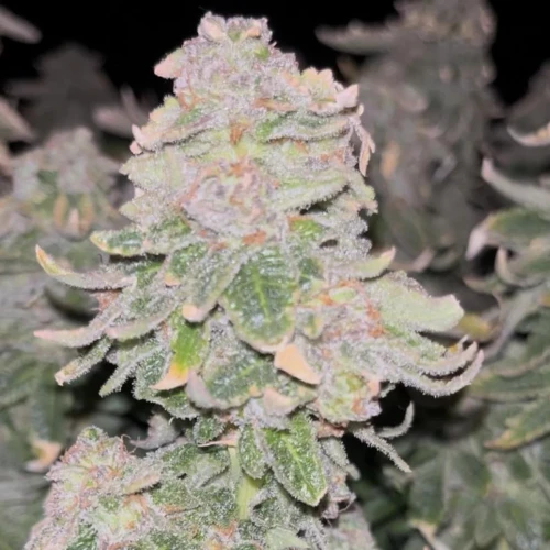 Alaskan Thunder Fuck Week 15