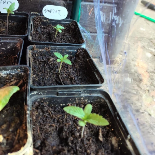 American Patriot Week 1