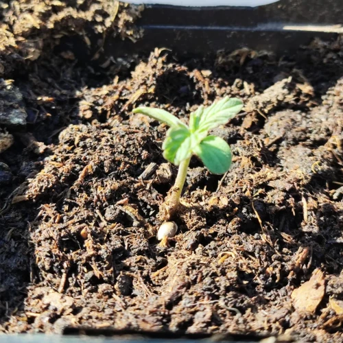 American Patriot Week 1