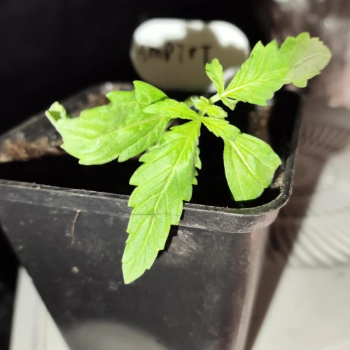 American Patriot Week 2