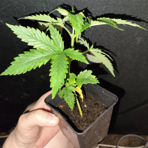 American Patriot Week 3