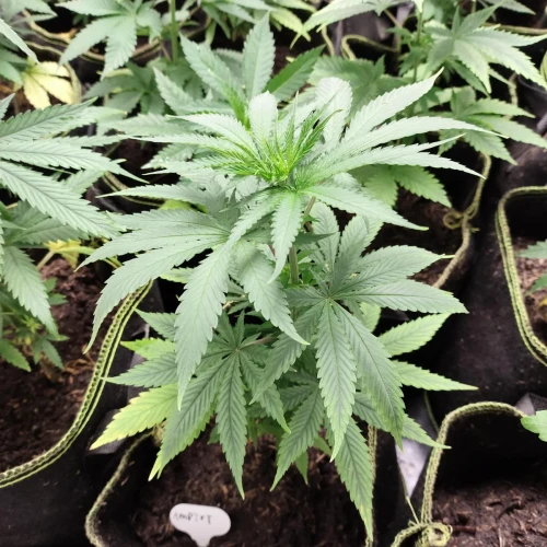 American Patriot Week 4