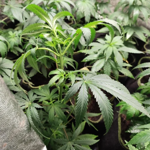 American Patriot Week 5