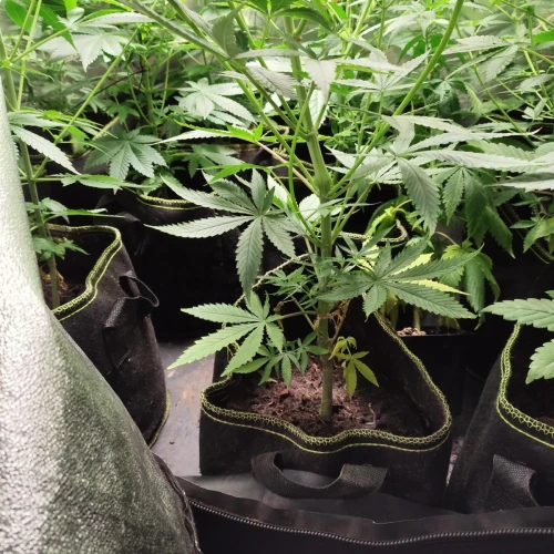 American Patriot Week 6