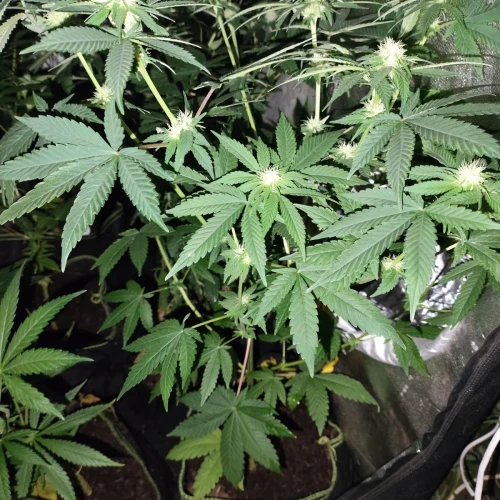 American Patriot Week 7