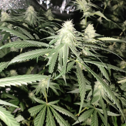 American Patriot Week 8