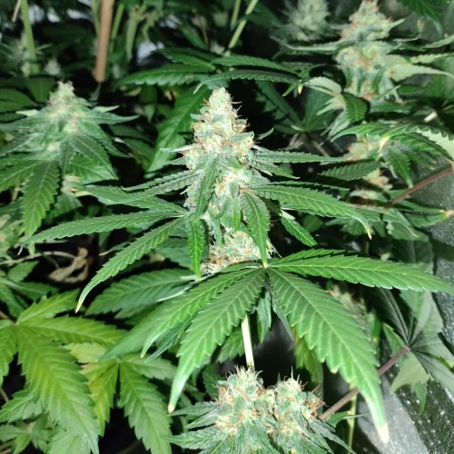 American Patriot Week 9