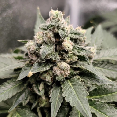 American Patriot Week 10