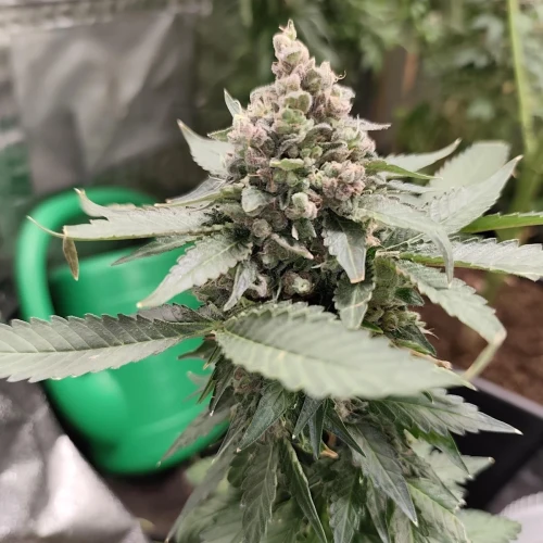 American Patriot Week 11