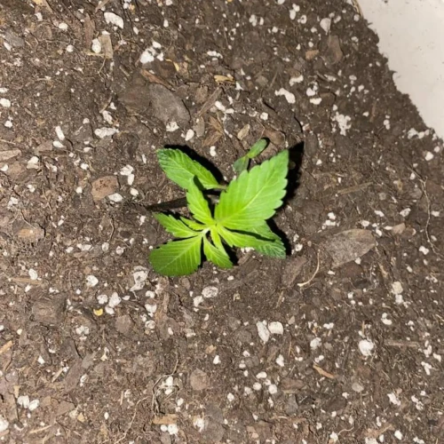 Amnesia Haze x Blueberry Auto Week 1 