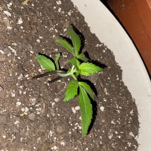 Amnesia Haze x Blueberry Auto Week 2