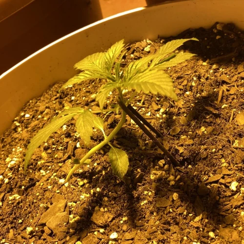 Amnesia Haze x Blueberry Auto Week 3 