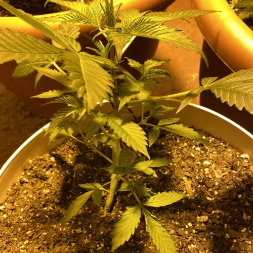 Amnesia Haze x Blueberry Auto Week 4