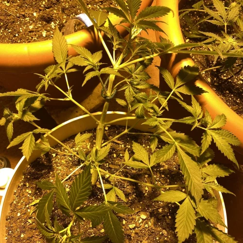 Amnesia Haze x Blueberry Auto Week 5 